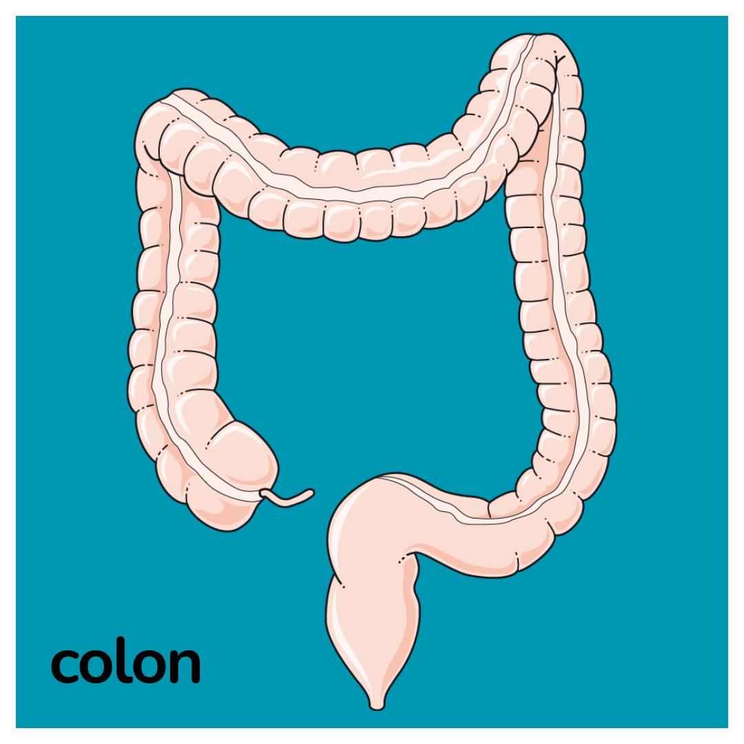 colon
