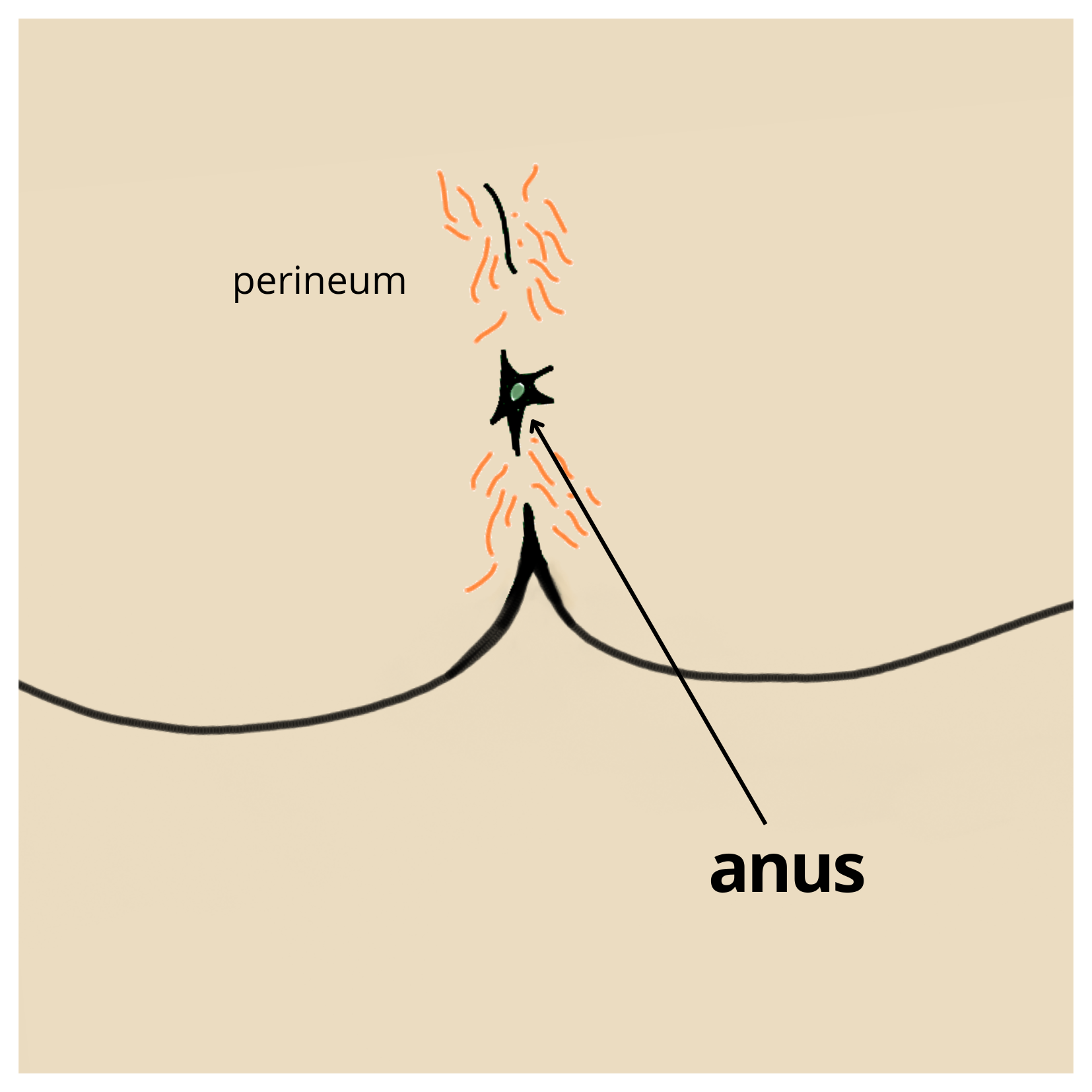 anus
