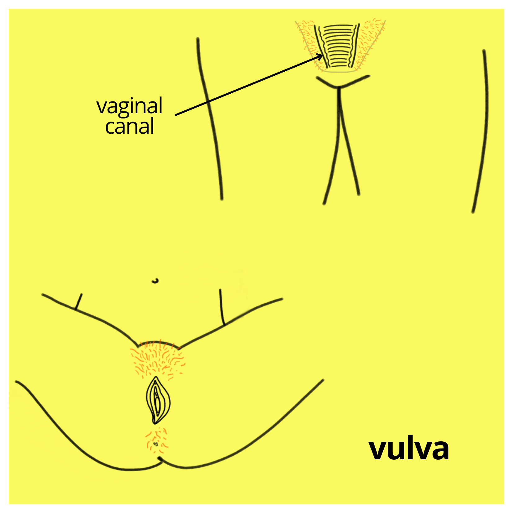 vulva and vaginal canal