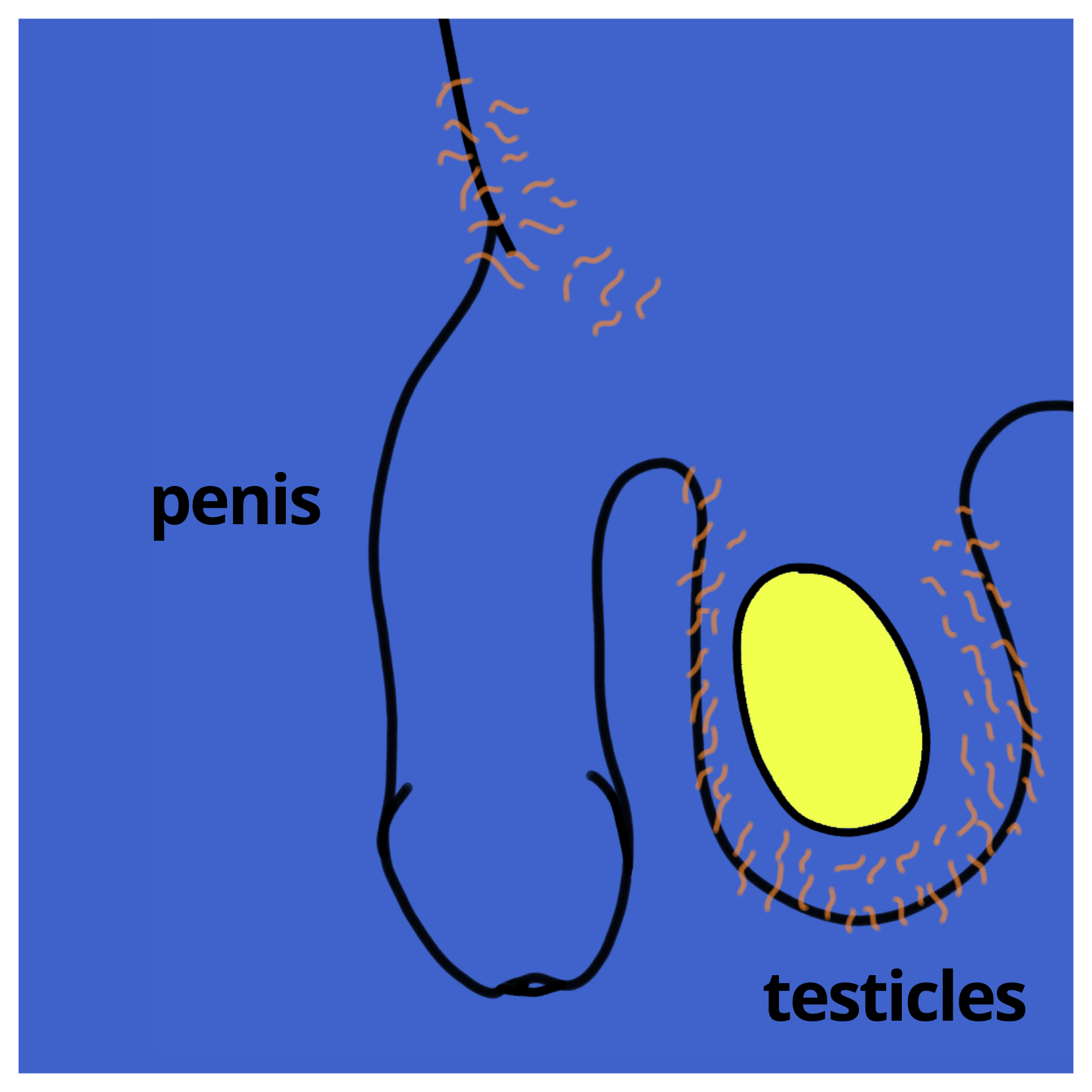 penis and testicles
