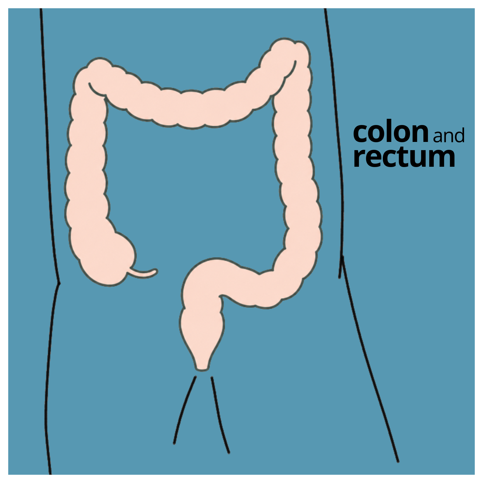Colon and rectum
