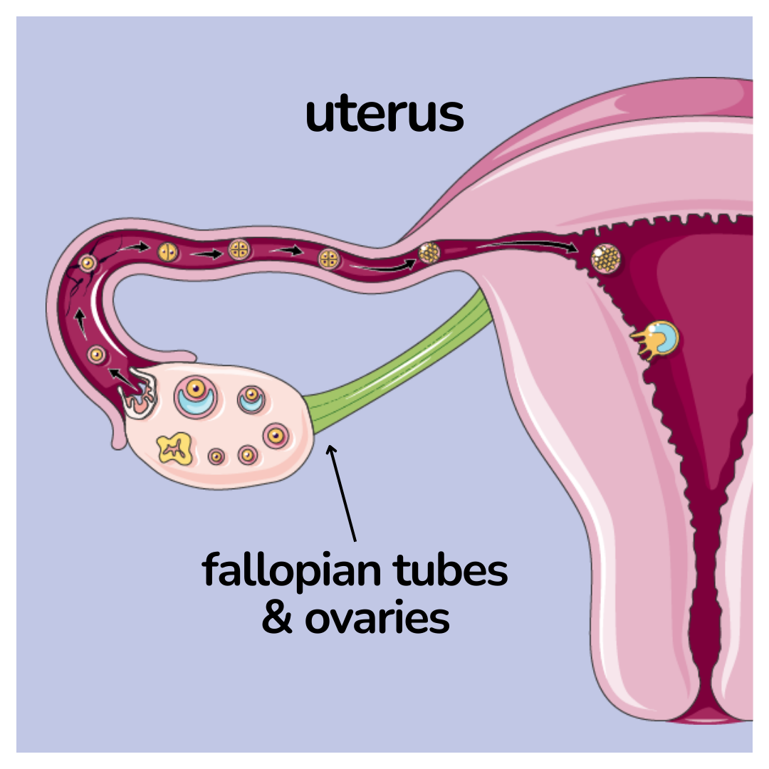 uterus and/or fallopian tubes and/or ovaries