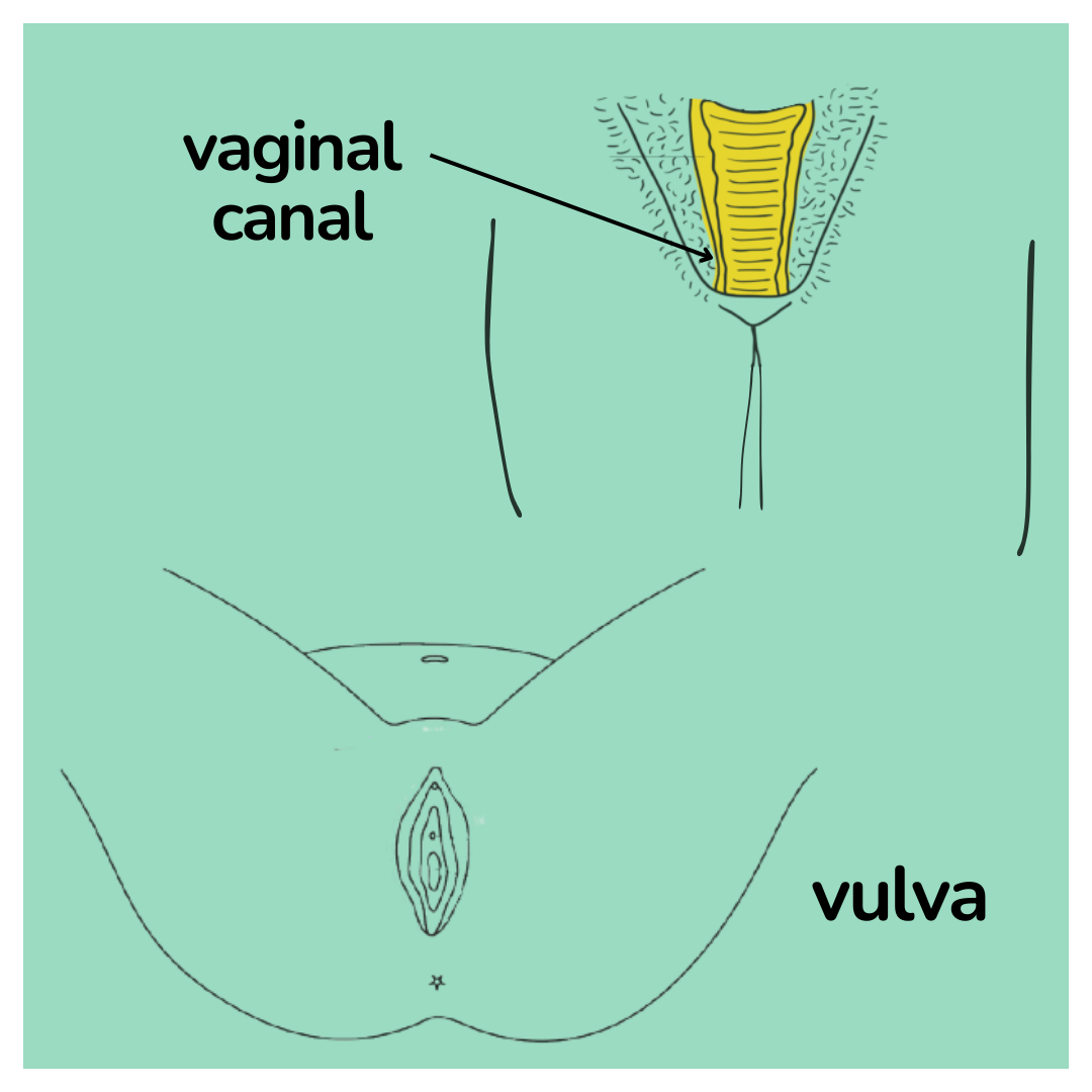 vulva and/or vaginal canal