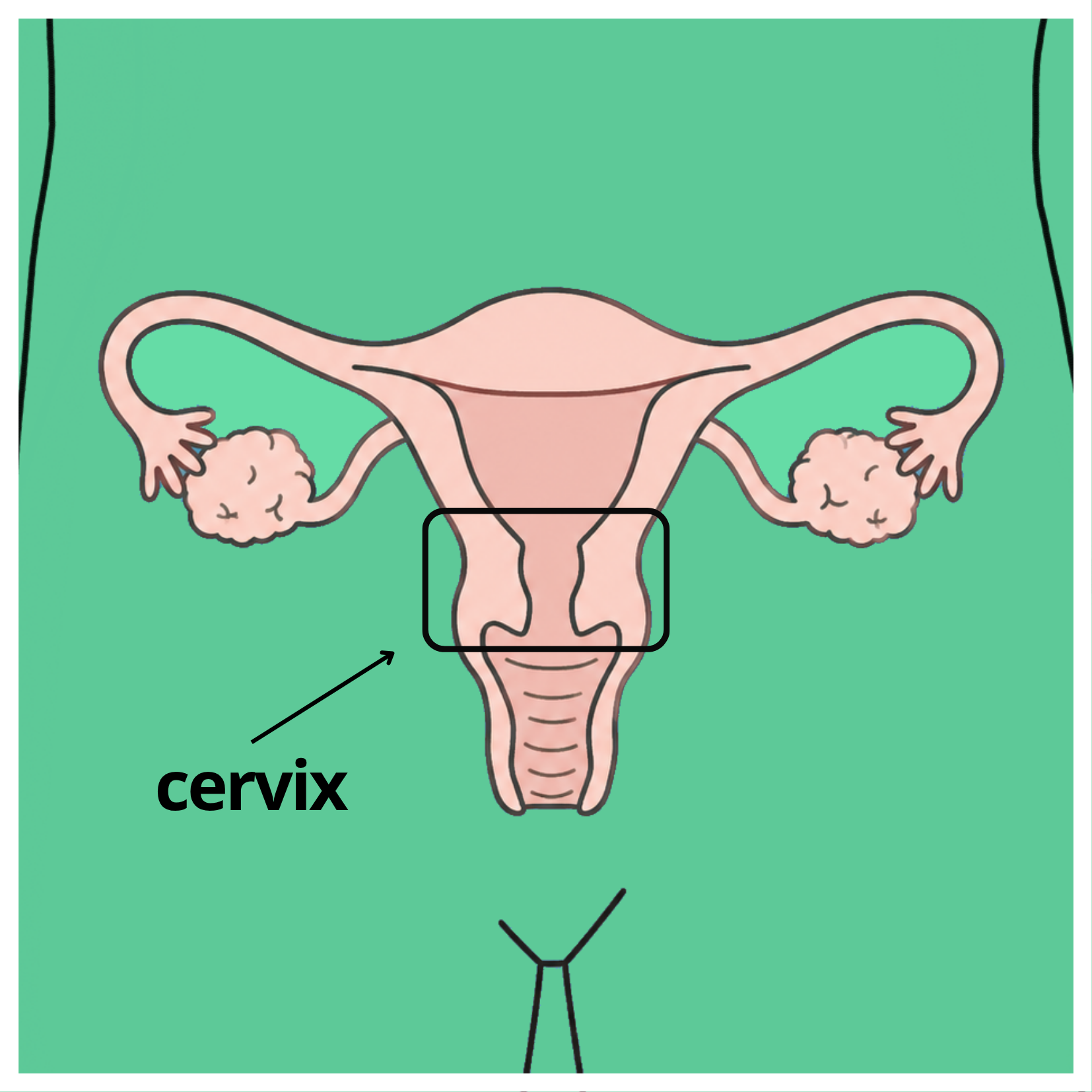 cervix