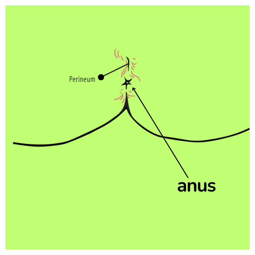 anus