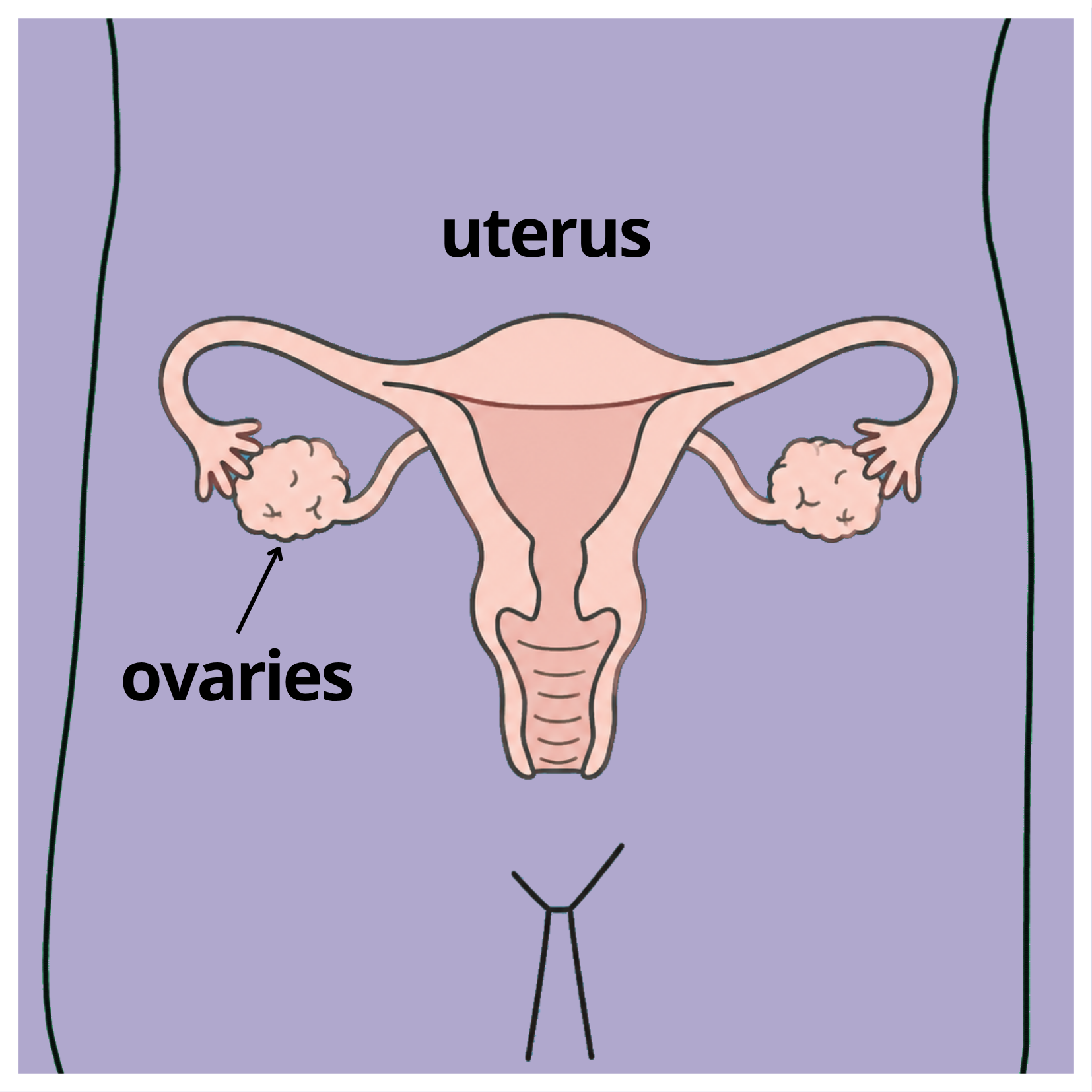 uterus and ovaries