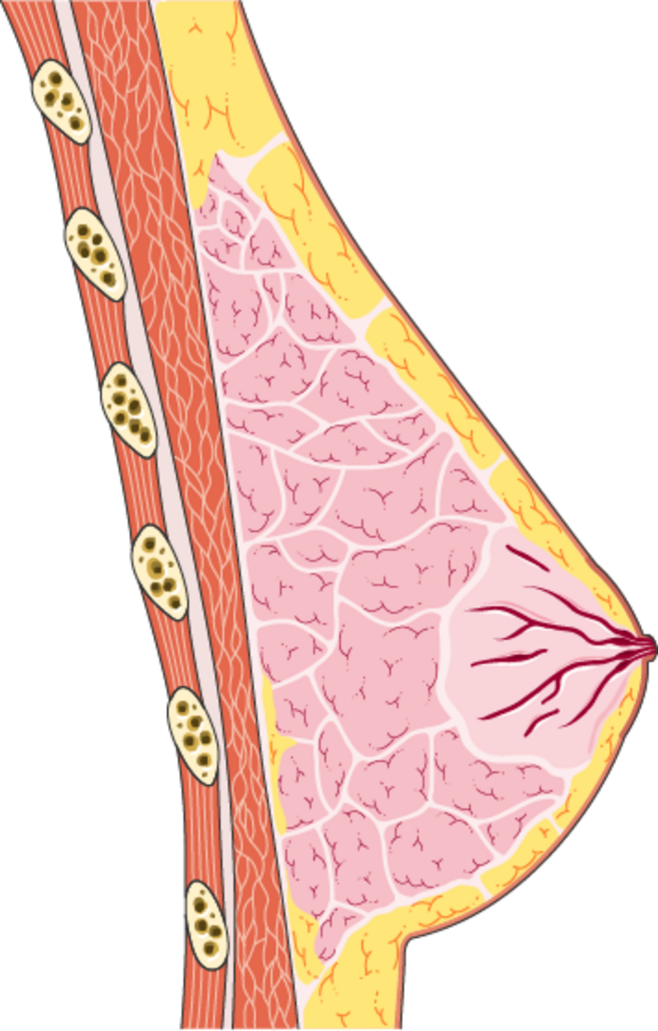 breast glands